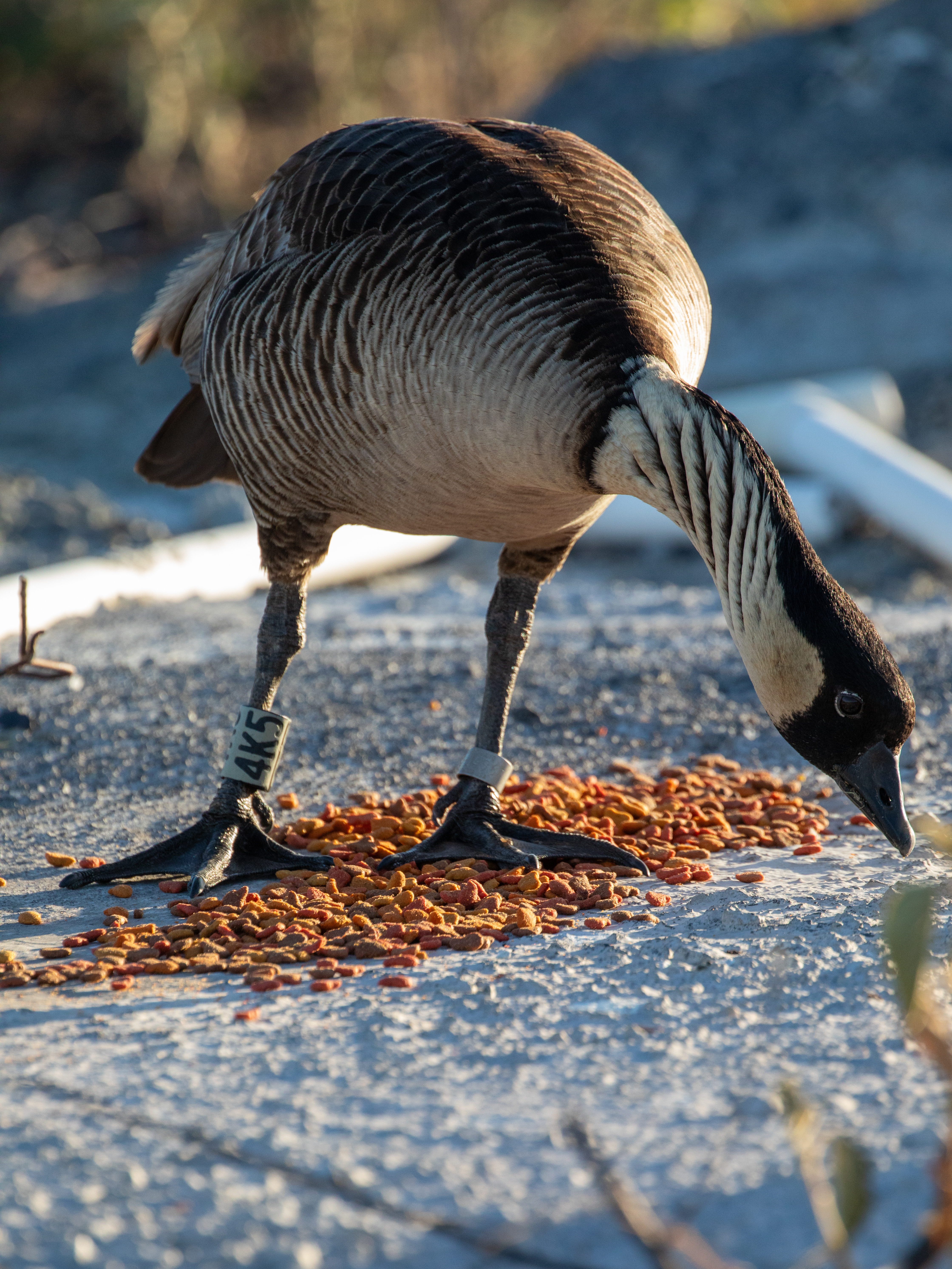 Nēnē eating cat food left for feral cats